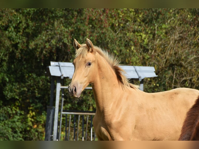 Andalusier Hengst Fohlen (04/2026) 165 cm Pearl in Dochamps