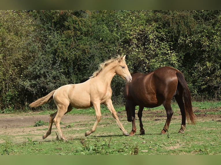 Andalusier Hengst Fohlen (04/2026) 165 cm Pearl in Dochamps