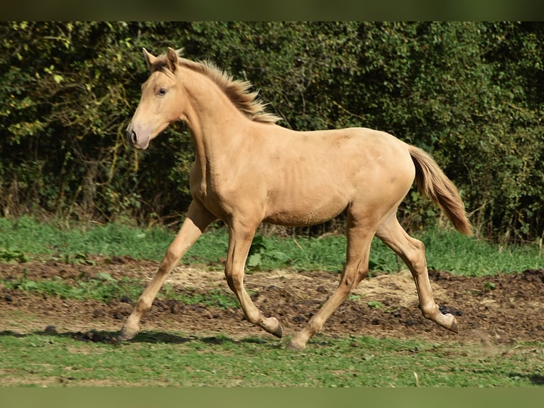 Andalusier Hengst Fohlen (04/2026) 165 cm Pearl in Dochamps