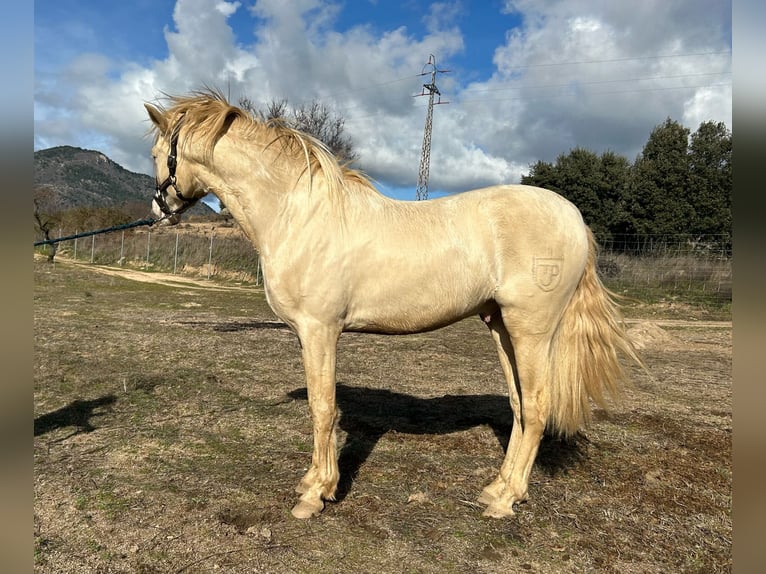 Andalusier Mix Hengst Perlino in San Martin De Valdeiglesias