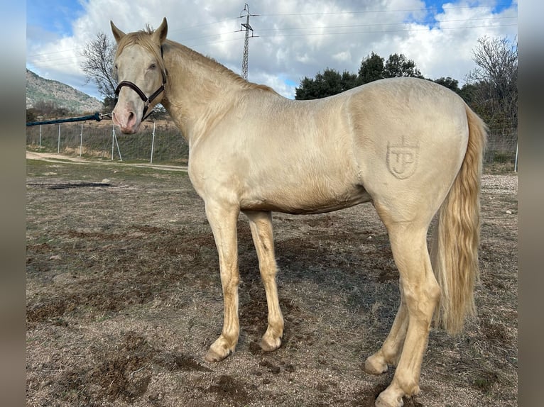 Andalusier Mix Hengst Perlino in San Martin De Valdeiglesias