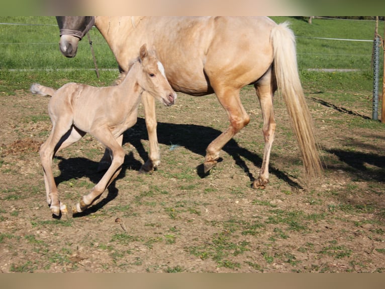Andalusiër Hengst Veulen (04/2026) 158 cm Palomino in Engen