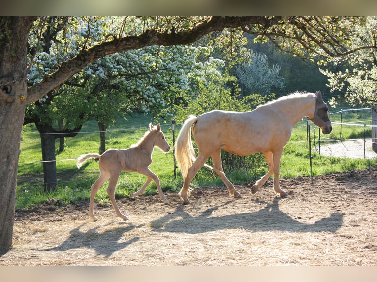 Andalusiër Hengst Veulen (04/2026) 158 cm Palomino in Engen