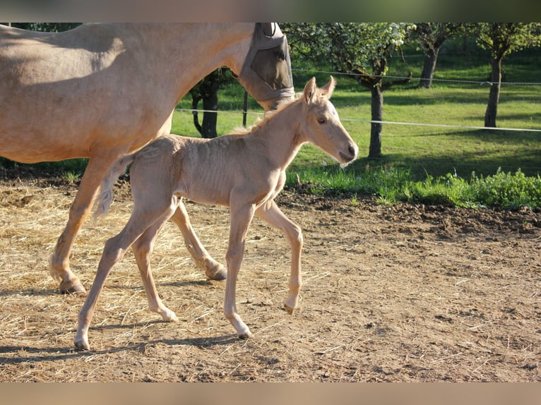 Andalusiër Hengst Veulen (04/2026) 158 cm Palomino in Engen