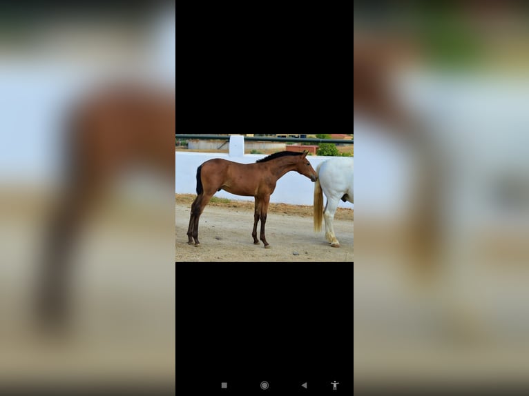 Andalusiër Hengst Veulen (05/2025) 163 cm Bruin in Badajoz