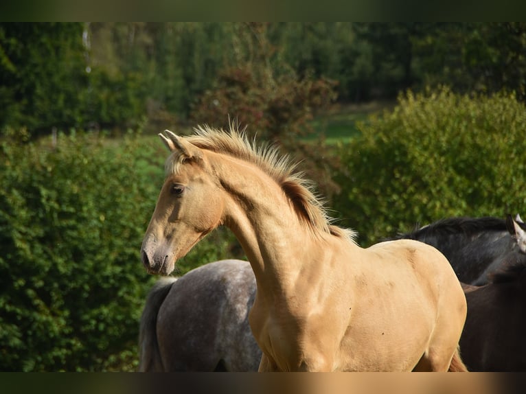 Andalusiër Hengst Veulen (04/2026) 165 cm Pearl in Dochamps