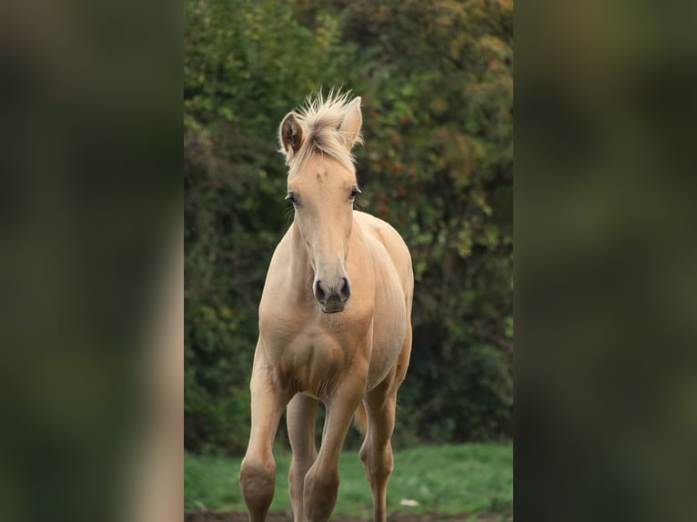 Andalusiër Hengst Veulen (04/2026) 165 cm Pearl in Dochamps