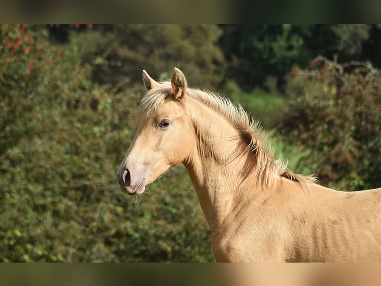 Andalusiër Hengst Veulen (04/2026) 165 cm Pearl in Dochamps