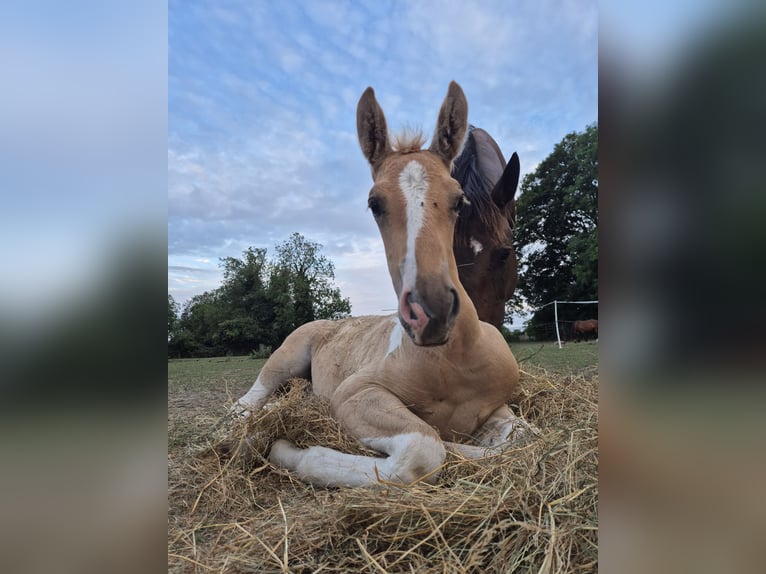Andalusiër Mix Hengst Veulen (01/2026) Palomino in Northamptonshire