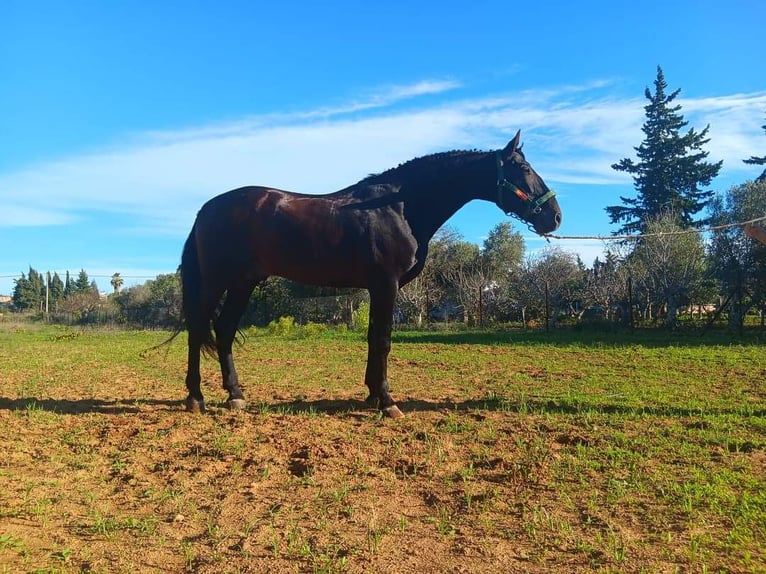 Andalusier Hingst 10 år 175 cm Rökfärgad svart in Puerto Real