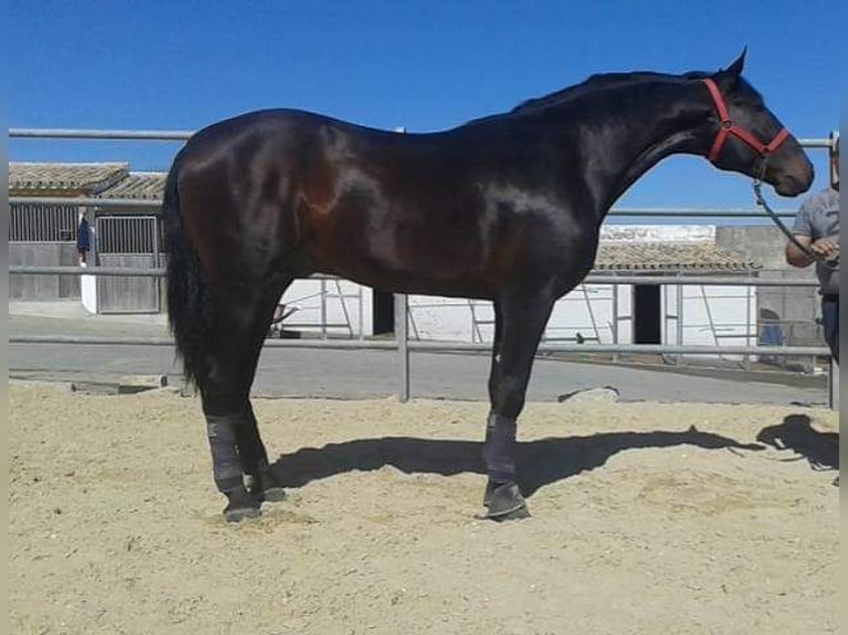 Andalusier Hingst 10 år 175 cm Rökfärgad svart in Puerto Real