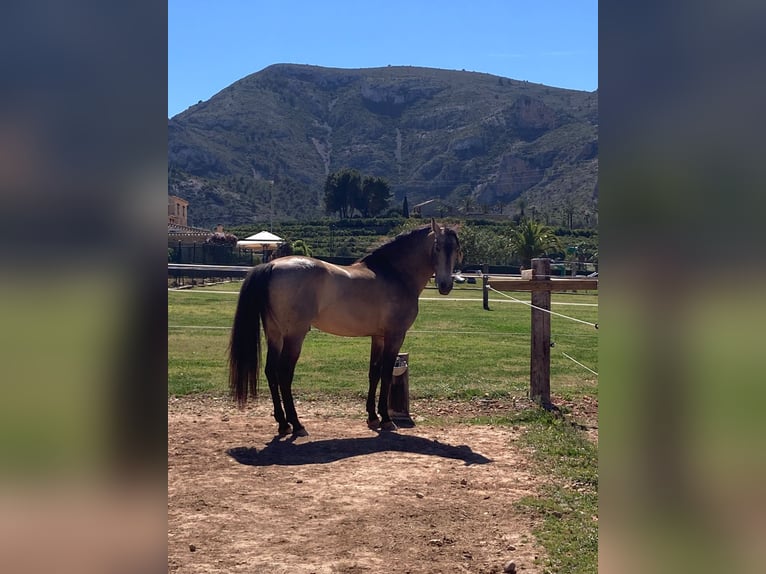 Andalusier Hingst 11 år 164 cm Gulbrun in Montgo-Toscamar