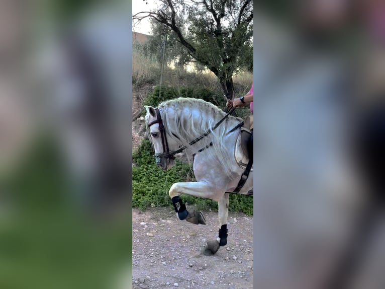 Andalusier Hingst 13 år 164 cm Kan vara vit in Granada