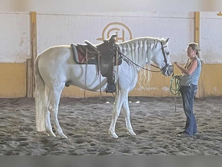 Andalusier Hingst 13 år 164 cm Kan vara vit in Granada