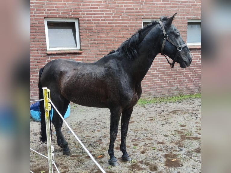 Andalusier Hingst 14 år 155 cm Svart in Bad Zwischenahn