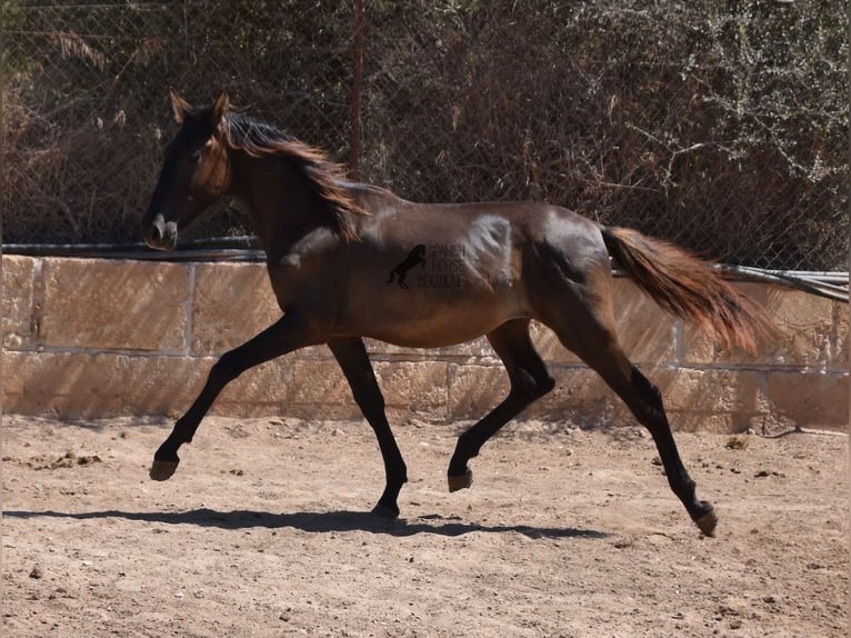 Andalusier Hingst 1 år 158 cm Svart in Mallorca