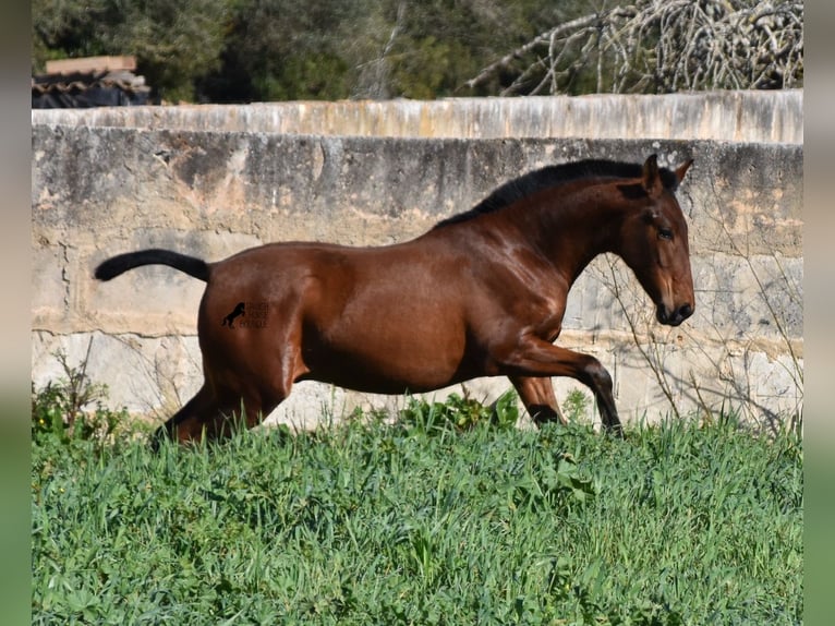 Andalusier Hingst 1 år 165 cm Brun in Mallorca