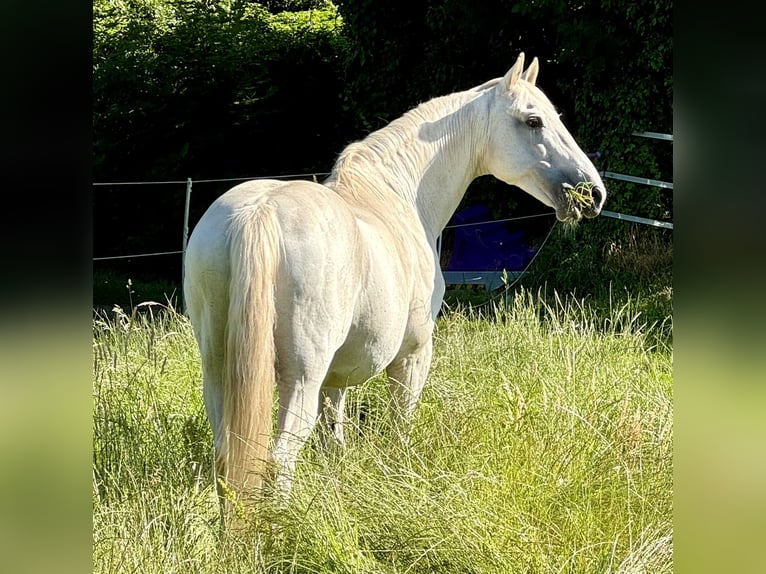 Andalusier Hingst 25 år 155 cm Grå in Ribbesbüttel