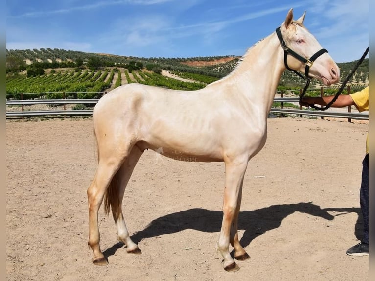 Andalusier Hingst 2 år 152 cm Perlino in Provinz Cordoba