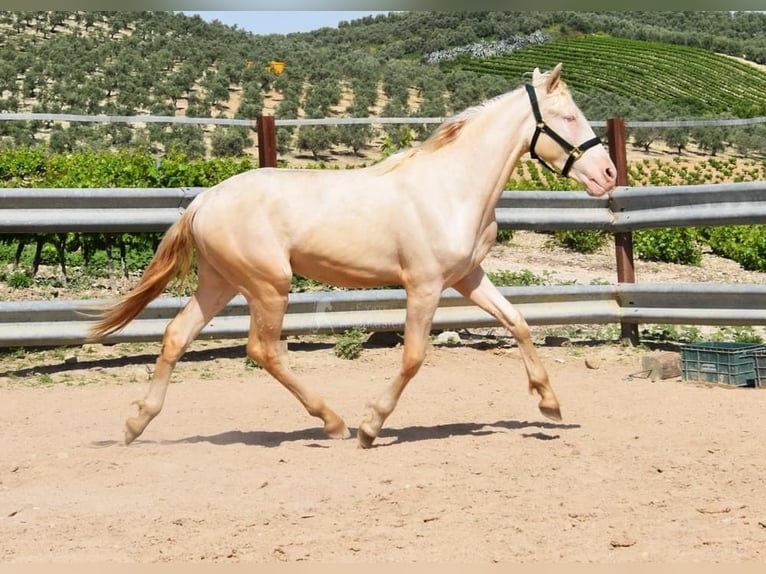 Andalusier Hingst 2 år 152 cm Perlino in Provinz Cordoba