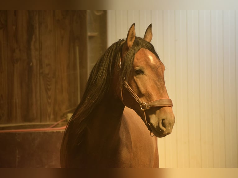 Andalusier Hingst 2 år 155 cm Braunfalbschimmel in Assesse