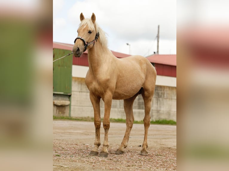 Andalusier Hingst 2 år 155 cm Palomino in Caceres