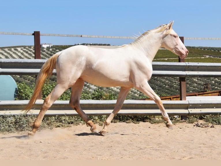 Andalusier Hingst 2 år 156 cm Perlino in Provinz Cordoba