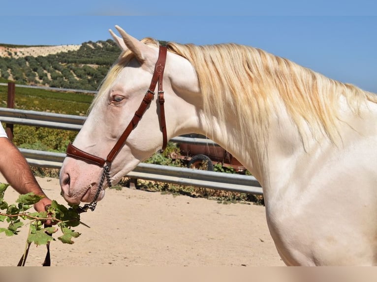 Andalusier Hingst 2 år 156 cm Perlino in Provinz Cordoba