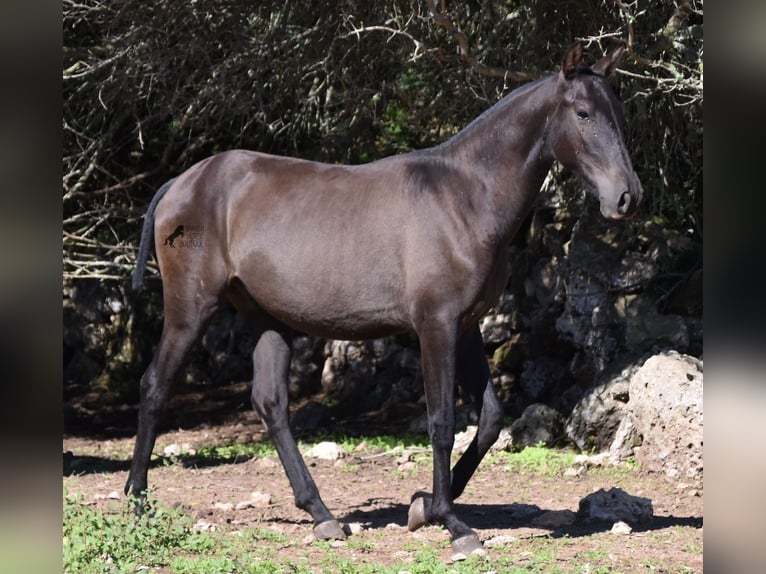 Andalusier Hingst 2 år 157 cm Svart in Menorca