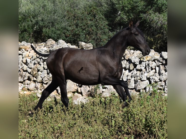 Andalusier Hingst 2 år 157 cm Svart in Menorca