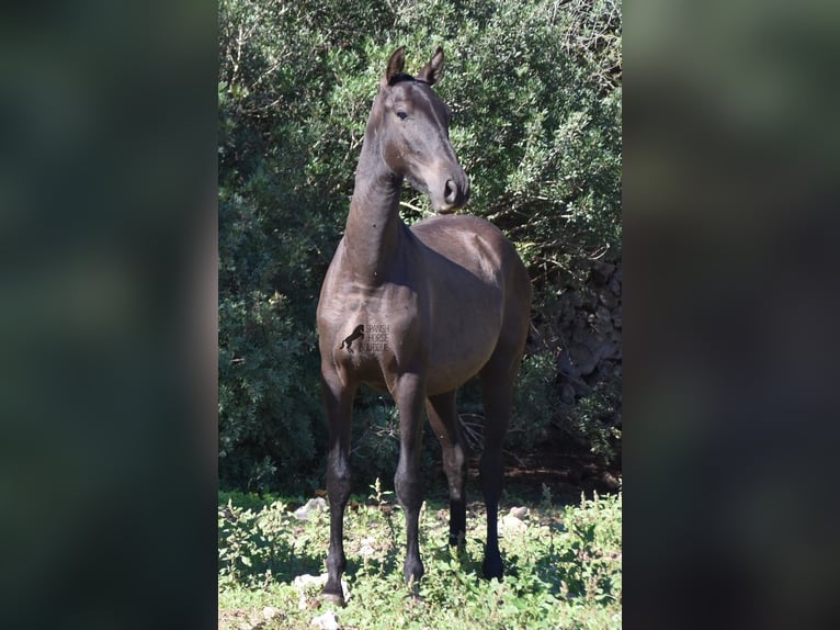 Andalusier Hingst 2 år 157 cm Svart in Menorca