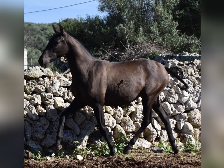 Andalusier Hingst 2 år 157 cm Svart in Menorca