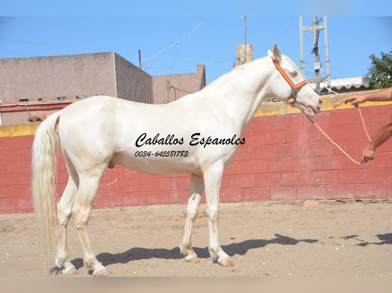 Andalusier Hingst 3 år 151 cm Cremello in Vejer de la Frontera
