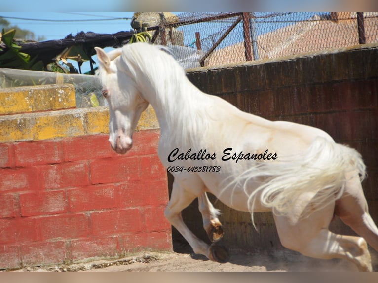 Andalusier Hingst 3 år 151 cm Cremello in Vejer de la Frontera