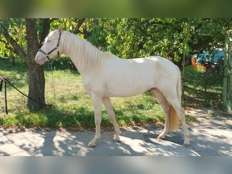 Andalusier Hingst 3 år 154 cm Cremello in Schrozberg