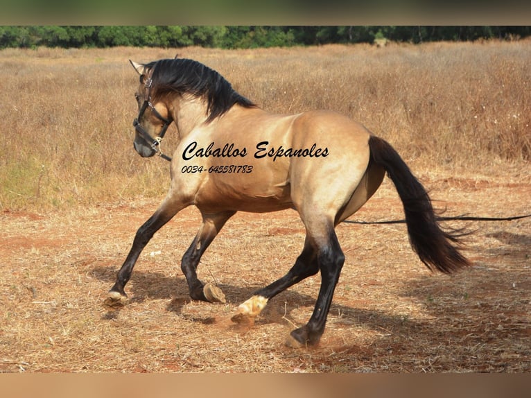 Andalusier Hingst 3 år 156 cm Gulbrun in Vejer de la Frontera