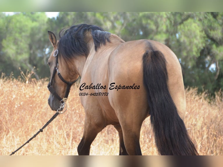 Andalusier Hingst 3 år 156 cm Gulbrun in Vejer de la Frontera