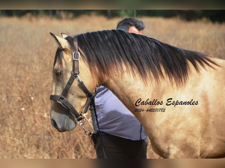 Andalusier Hingst 3 år 156 cm Gulbrun in Vejer de la Frontera