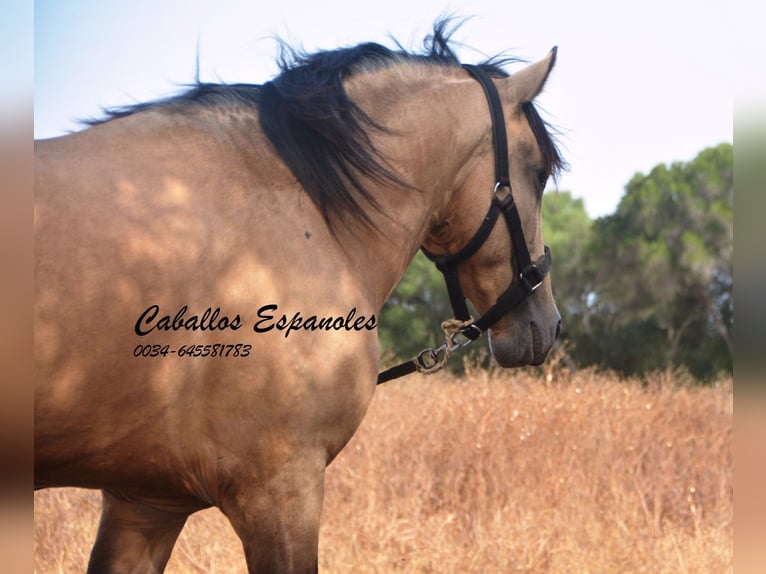 Andalusier Hingst 3 år 156 cm Gulbrun in Vejer de la Frontera