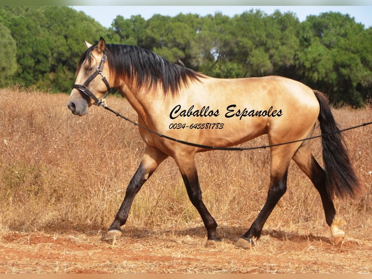 Andalusier Hingst 3 år 156 cm Gulbrun in Vejer de la Frontera