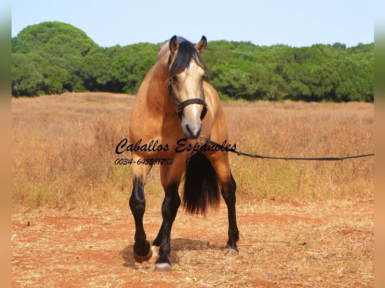 Andalusier Hingst 3 år 156 cm Gulbrun in Vejer de la Frontera