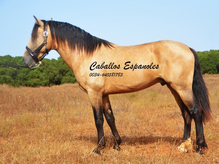 Andalusier Hingst 3 år 156 cm Gulbrun in Vejer de la Frontera