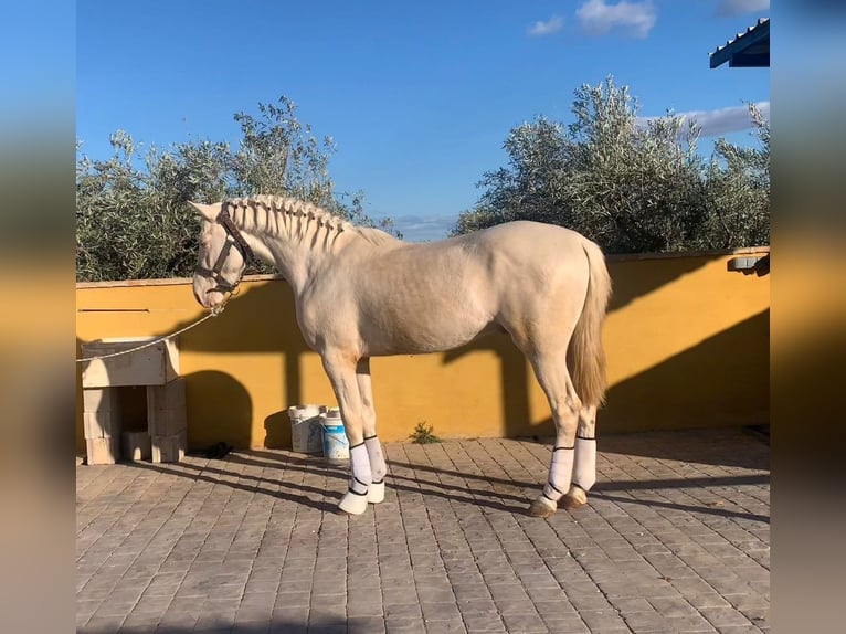 Andalusier Hingst 3 år 157 cm Cremello in Valencia
