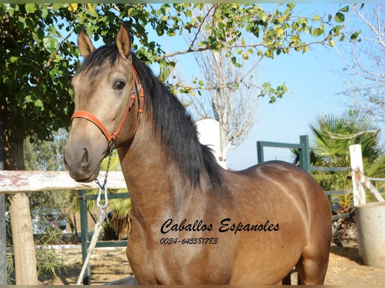 Andalusier Hingst 3 år 157 cm Gulbrun in Vejer de la Frontera
