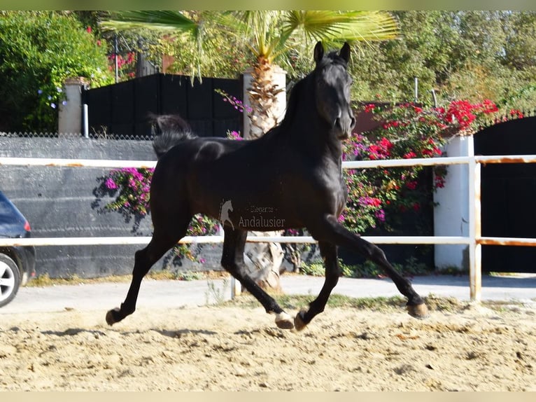 Andalusier Hingst 3 år 157 cm Svart in Provinz Malaga