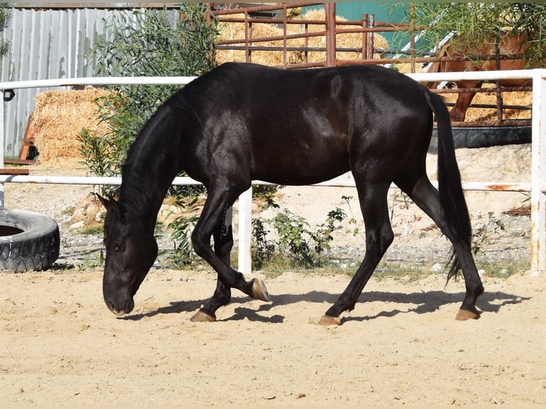 Andalusier Hingst 3 år 157 cm Svart in Provinz Malaga