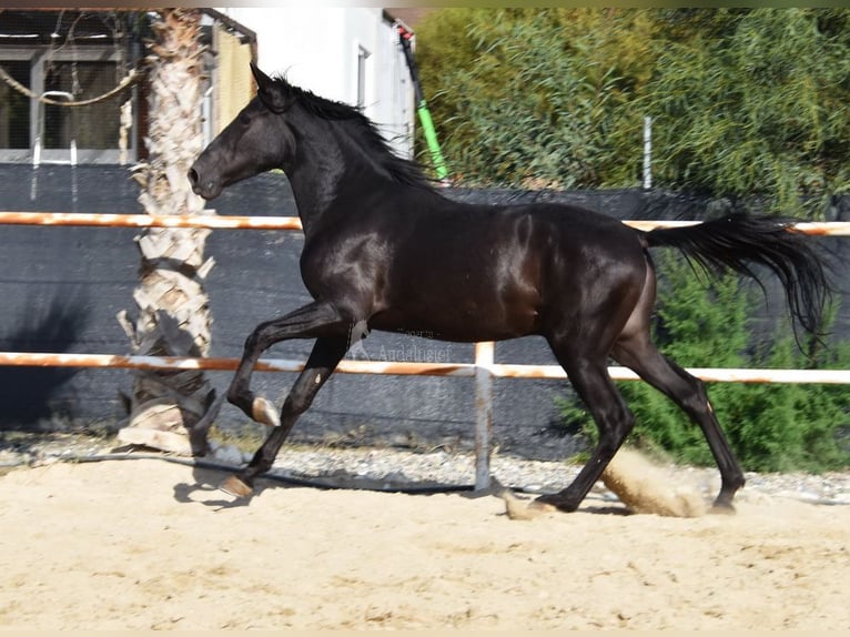 Andalusier Hingst 3 år 157 cm Svart in Provinz Malaga