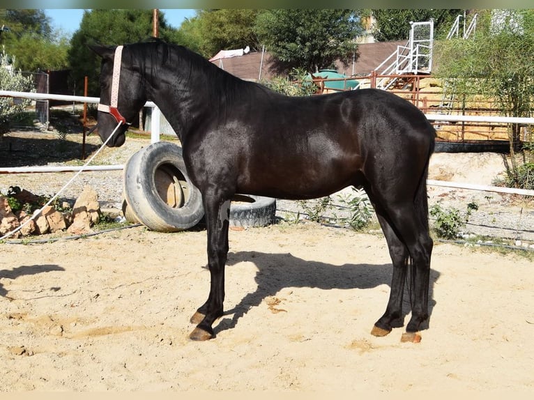 Andalusier Hingst 3 år 157 cm Svart in Provinz Malaga