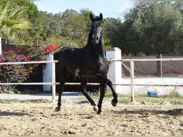 Andalusier Hingst 3 år 157 cm Svart in Provinz Malaga