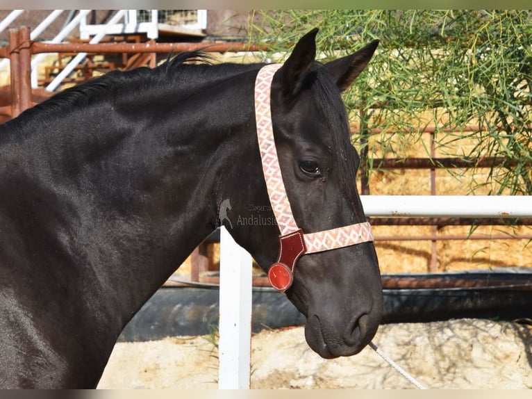 Andalusier Hingst 3 år 157 cm Svart in Provinz Malaga